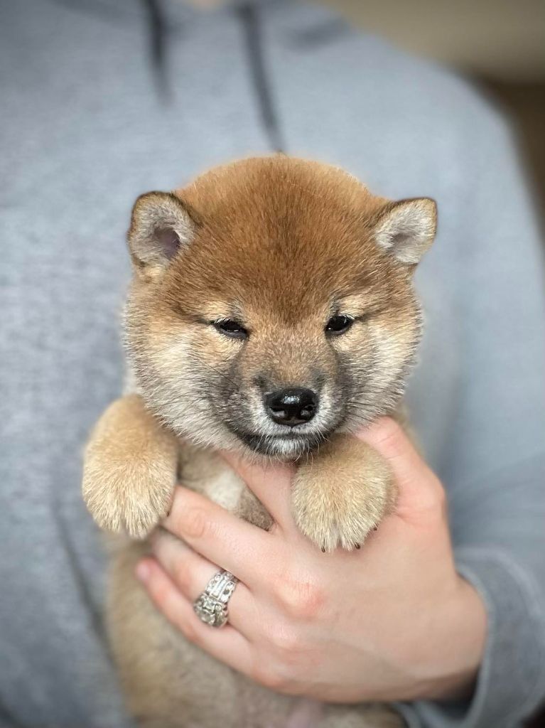 de la Nouvelle Aube - Chiot disponible  - Shiba