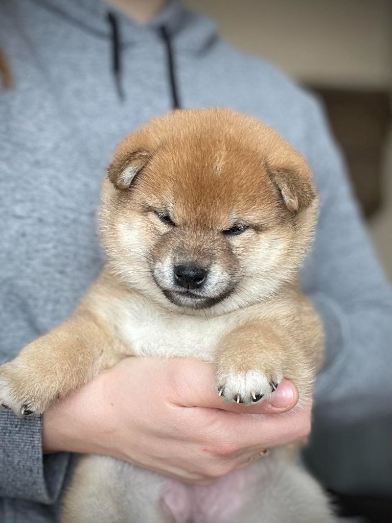 de la Nouvelle Aube - Chiot disponible  - Shiba