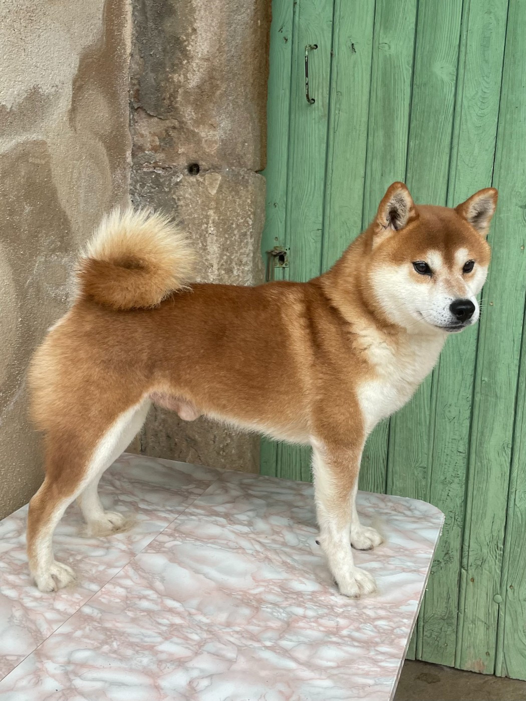 Junken no tanjirou go kyuushuu junkenkai