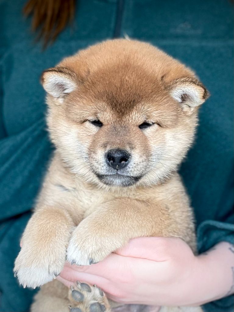 Ao pasuteru haru de la Nouvelle Aube