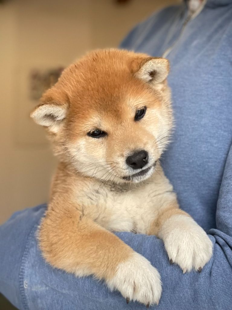 Arashi raiu appy de la Nouvelle Aube