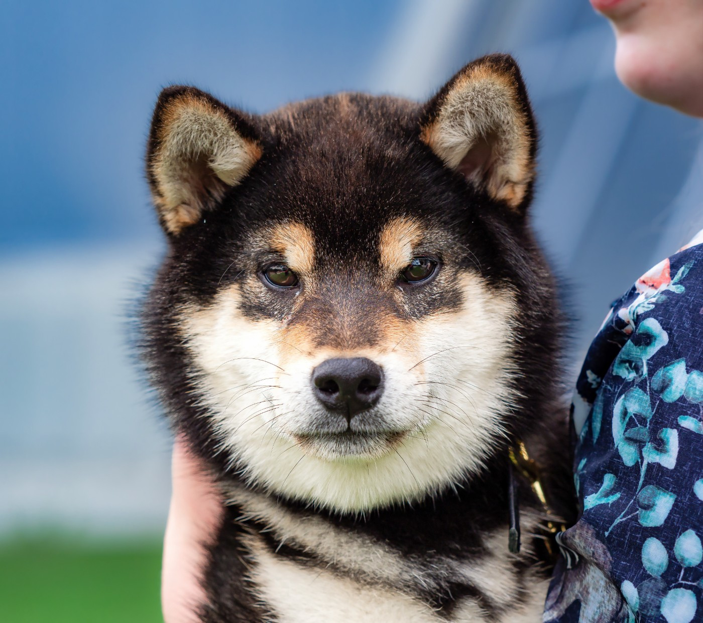 Akenomyosei Go Sakura Kensha