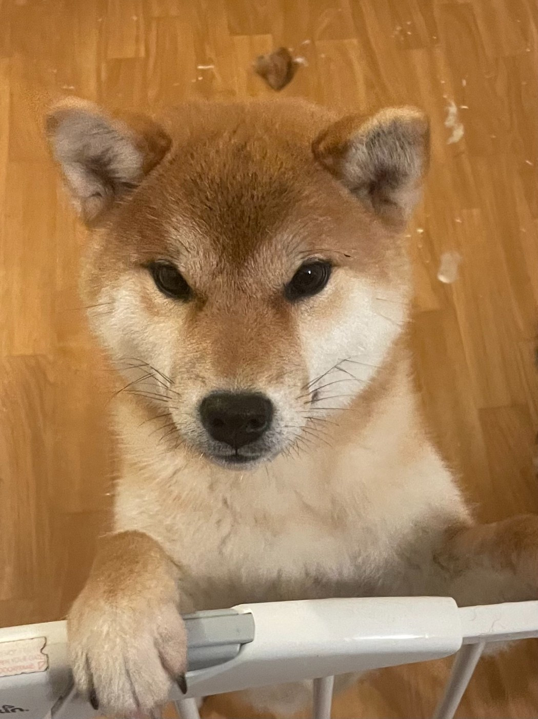 Atarashi yoake Go Sakura Kensha