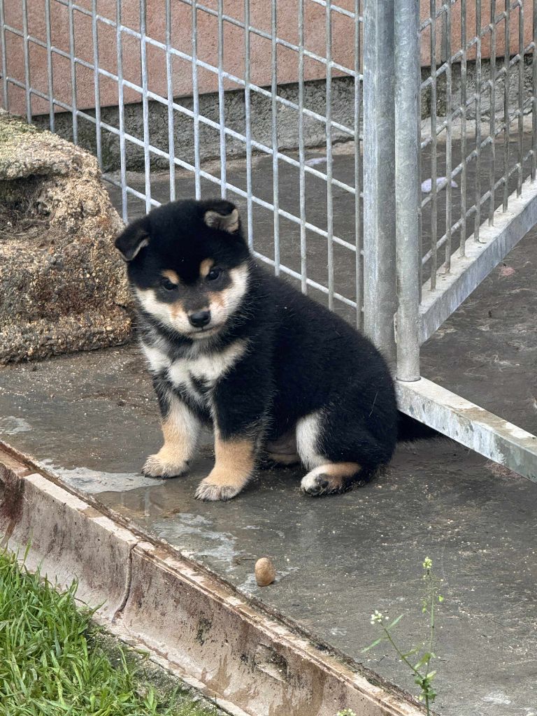 Akenomyosei Go Sakura Kensha