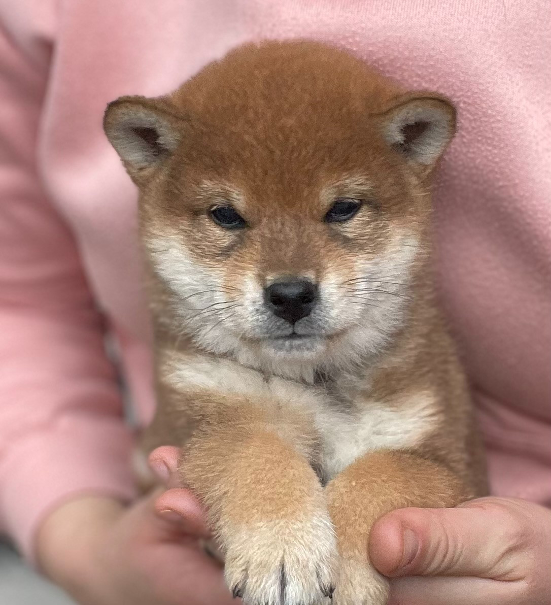 Aki Kogarashi Kuma de la Nouvelle Aube