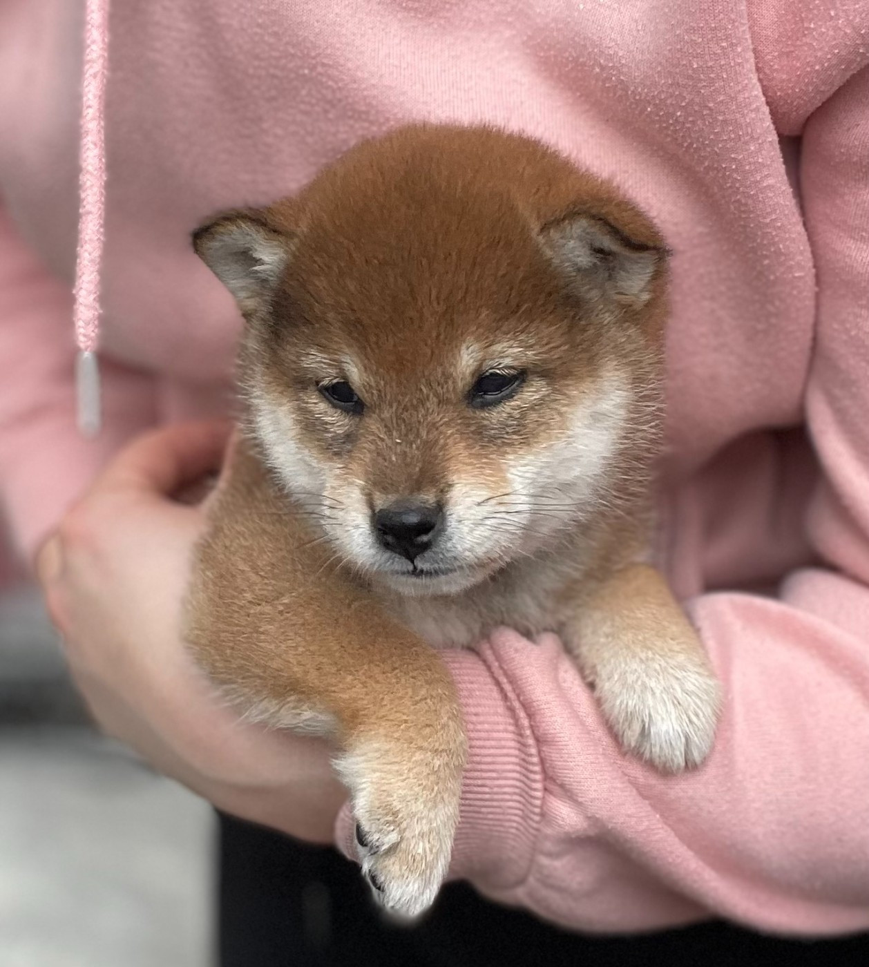 Aki Shunbun Oona de la Nouvelle Aube