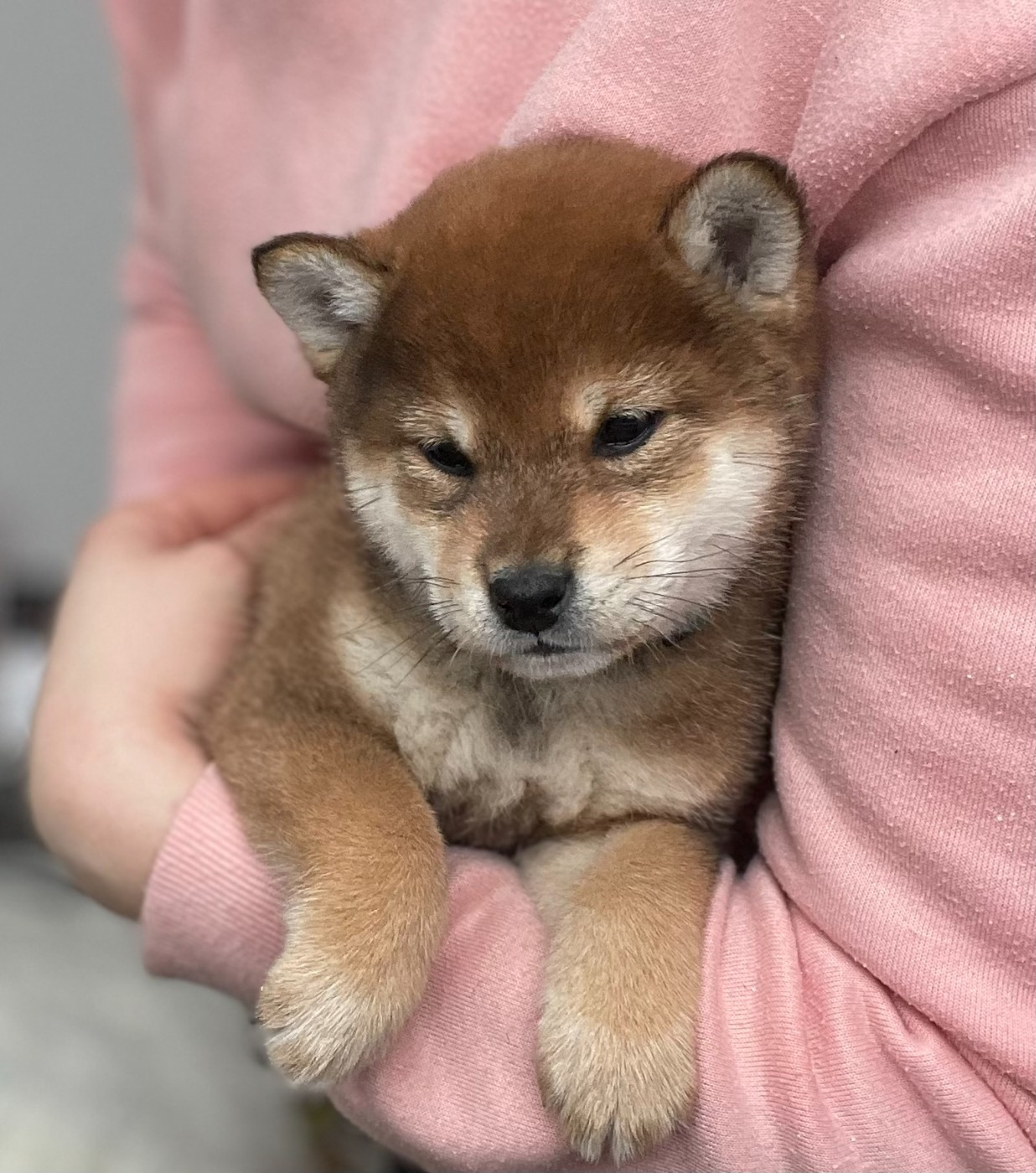 Aki Shuurin de la Nouvelle Aube