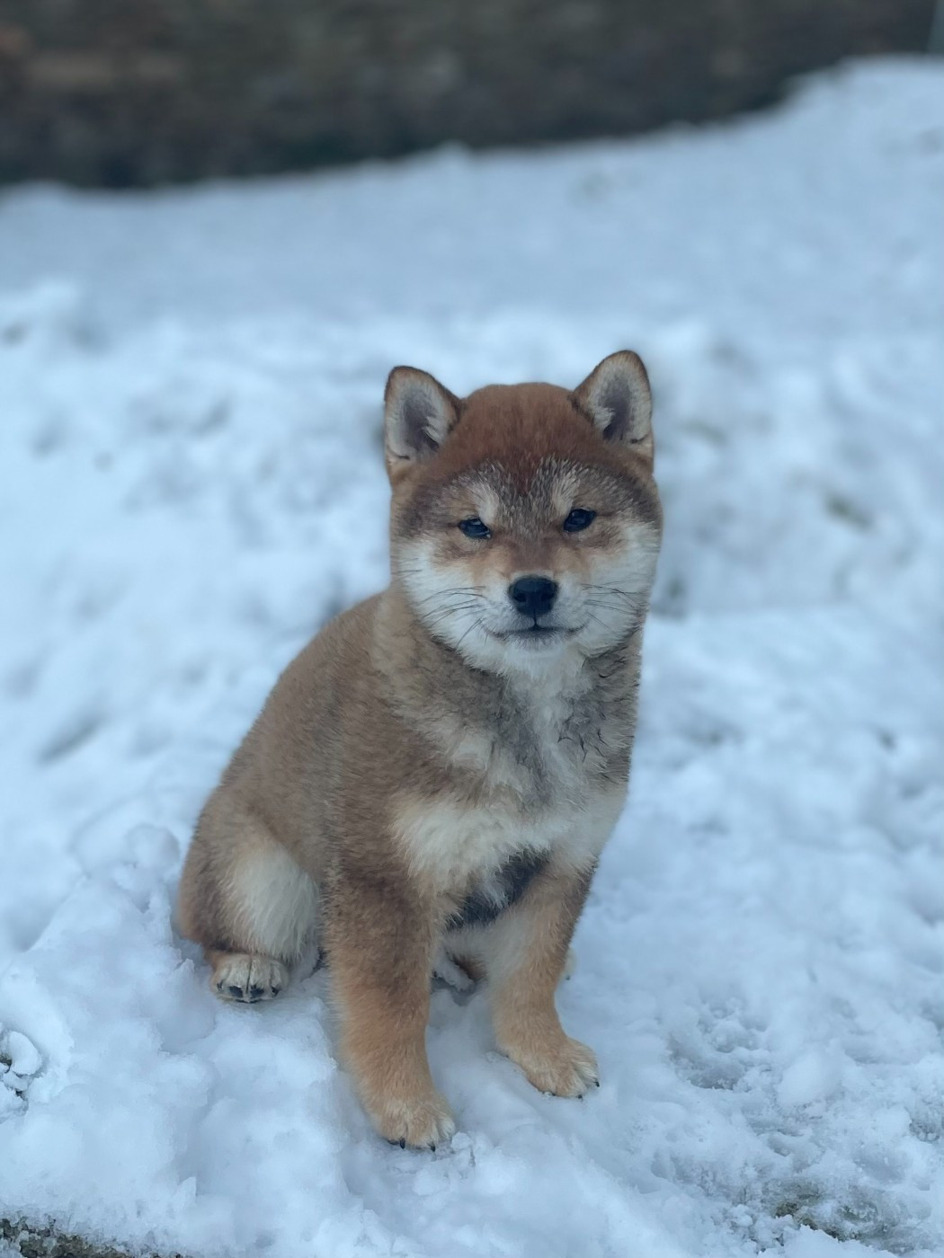 Aki Shuurin de la Nouvelle Aube