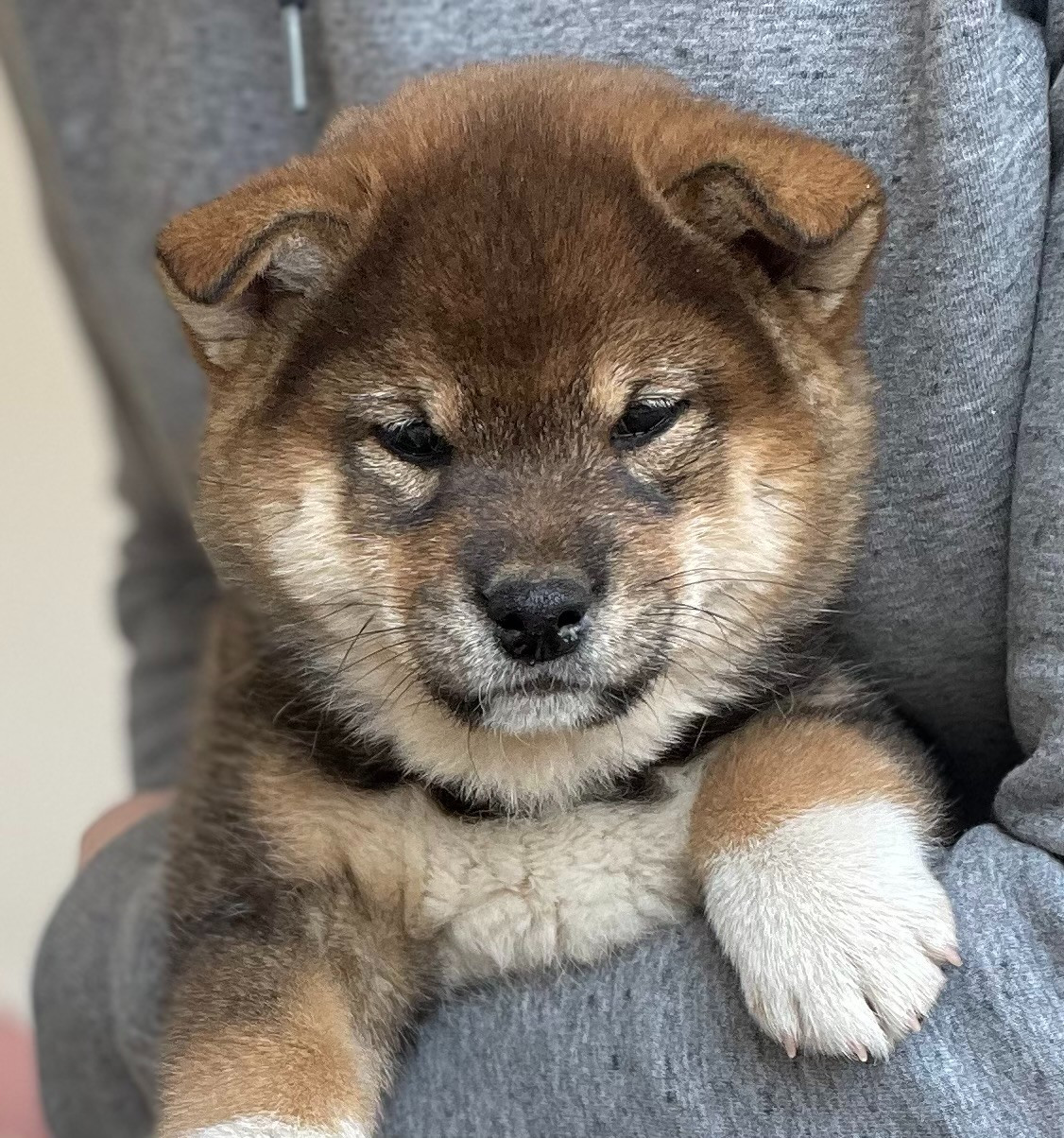 Aatsu Irezumi de la Nouvelle Aube