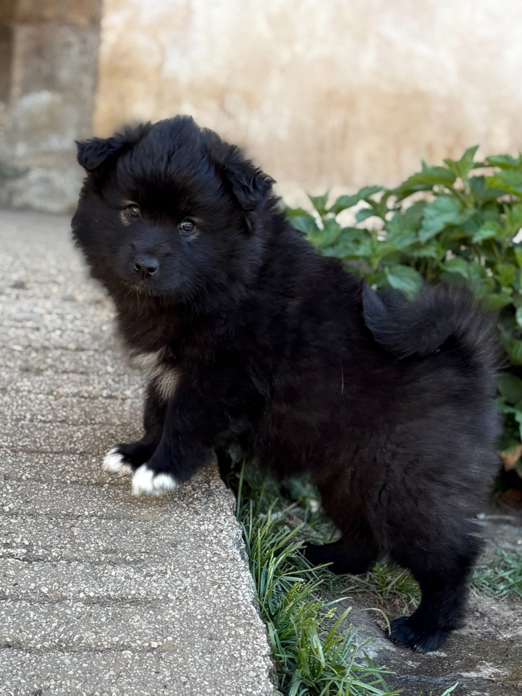Bridgerton Eloise Freya de la Nouvelle Aube