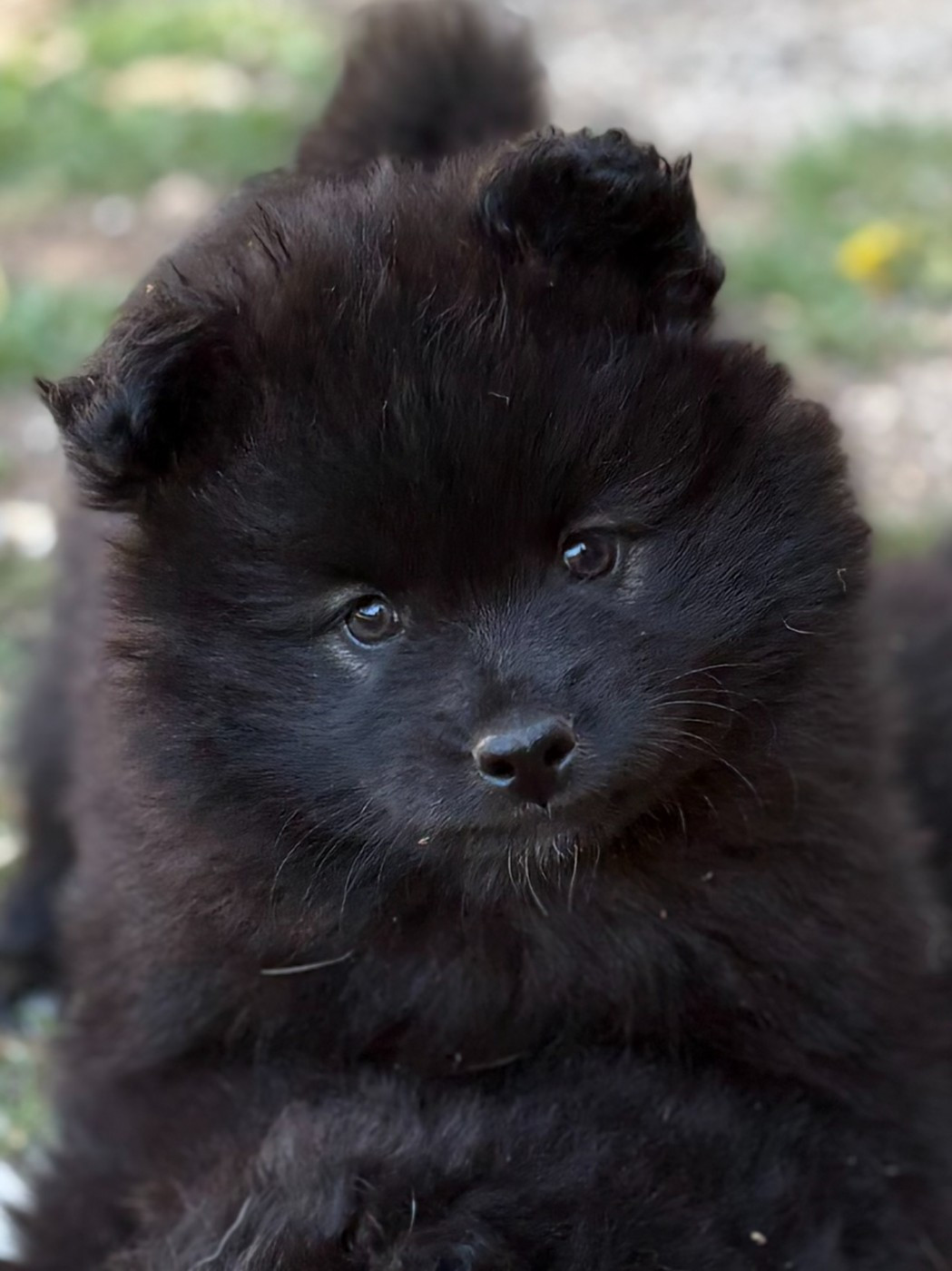 Bridgerton Hyacinthe Baly de la Nouvelle Aube