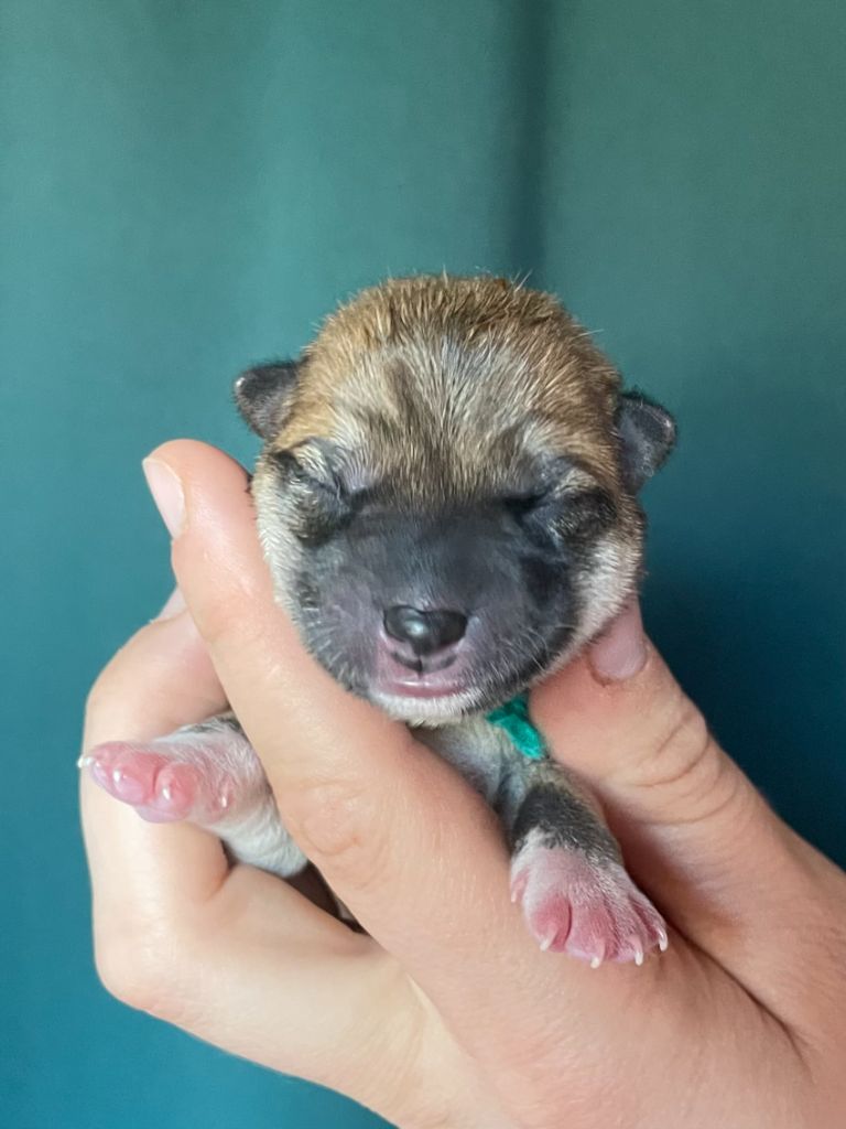 de la Nouvelle Aube - Chiots disponibles - Shiba