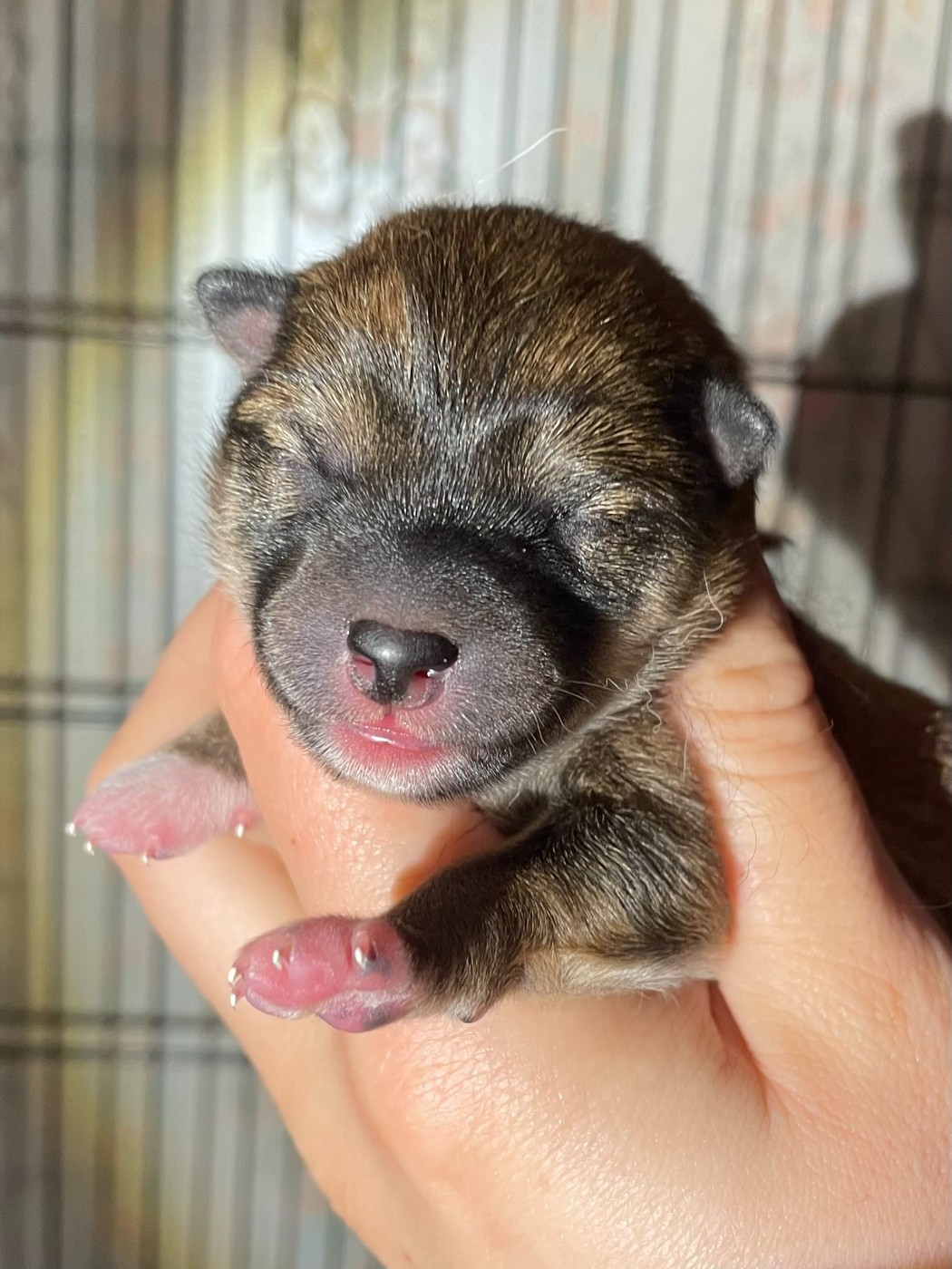 de la Nouvelle Aube - Chiots disponibles - Shiba