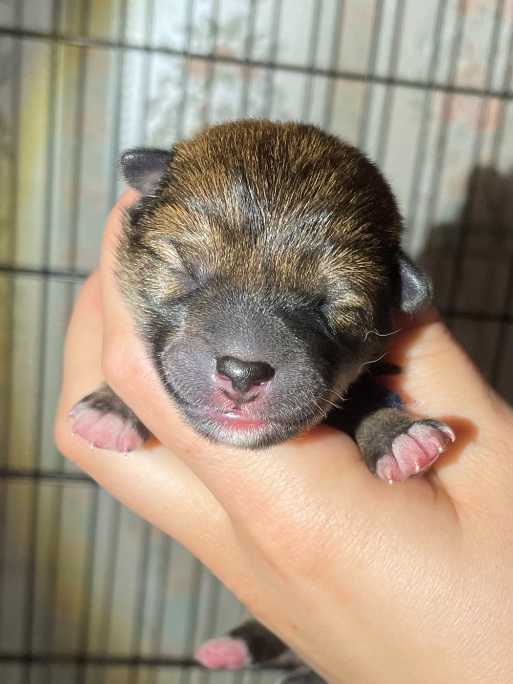de la Nouvelle Aube - Chiots disponibles - Shiba