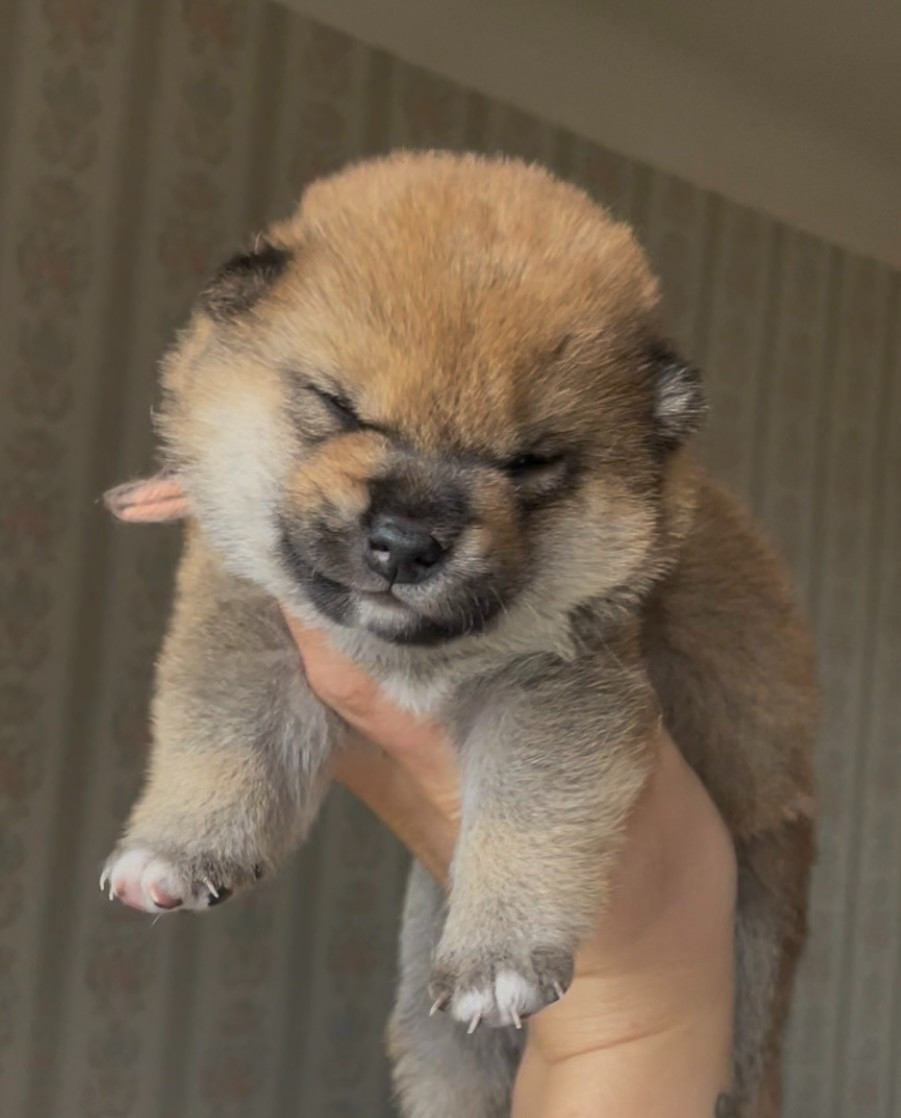 de la Nouvelle Aube - Chiots disponibles - Shiba