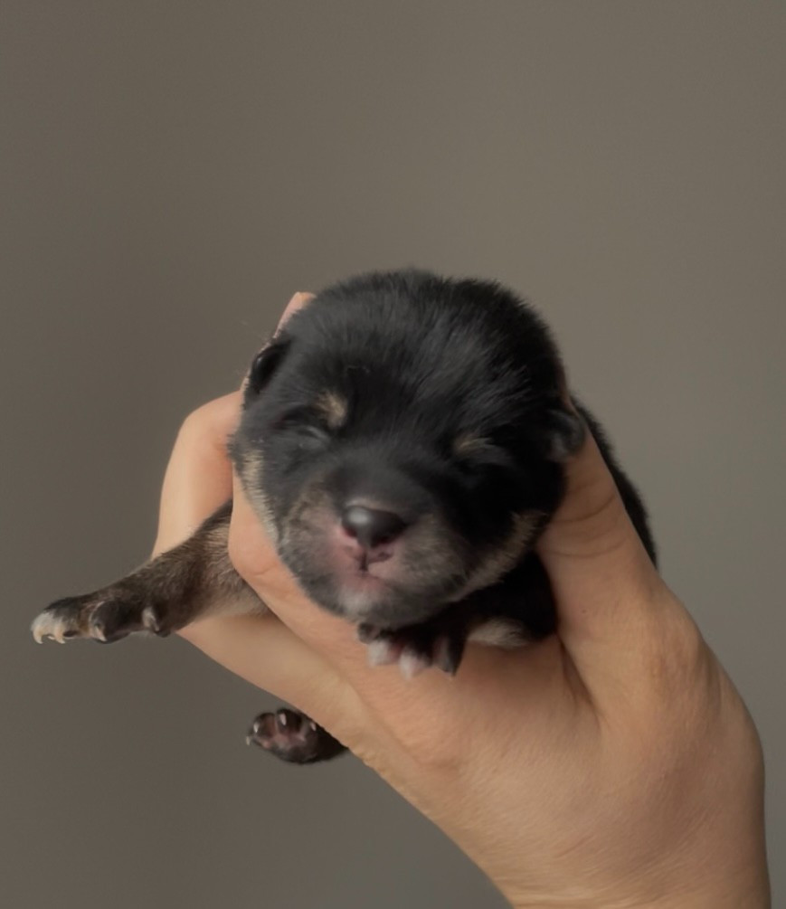 de la Nouvelle Aube - Chiots disponibles - Shiba