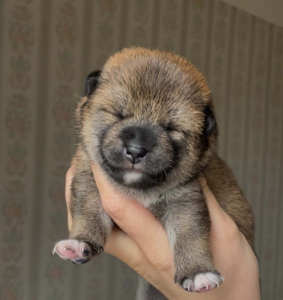 de la Nouvelle Aube - Chiots disponibles - Shiba