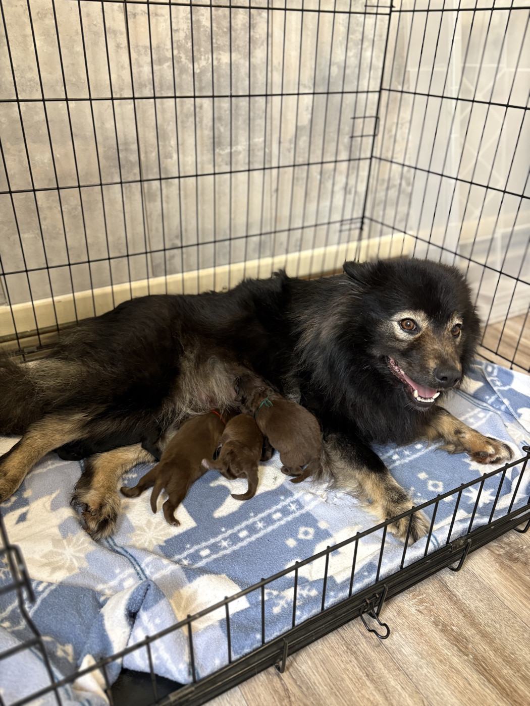 Chiot Chien finnois de Laponie de la Nouvelle Aube