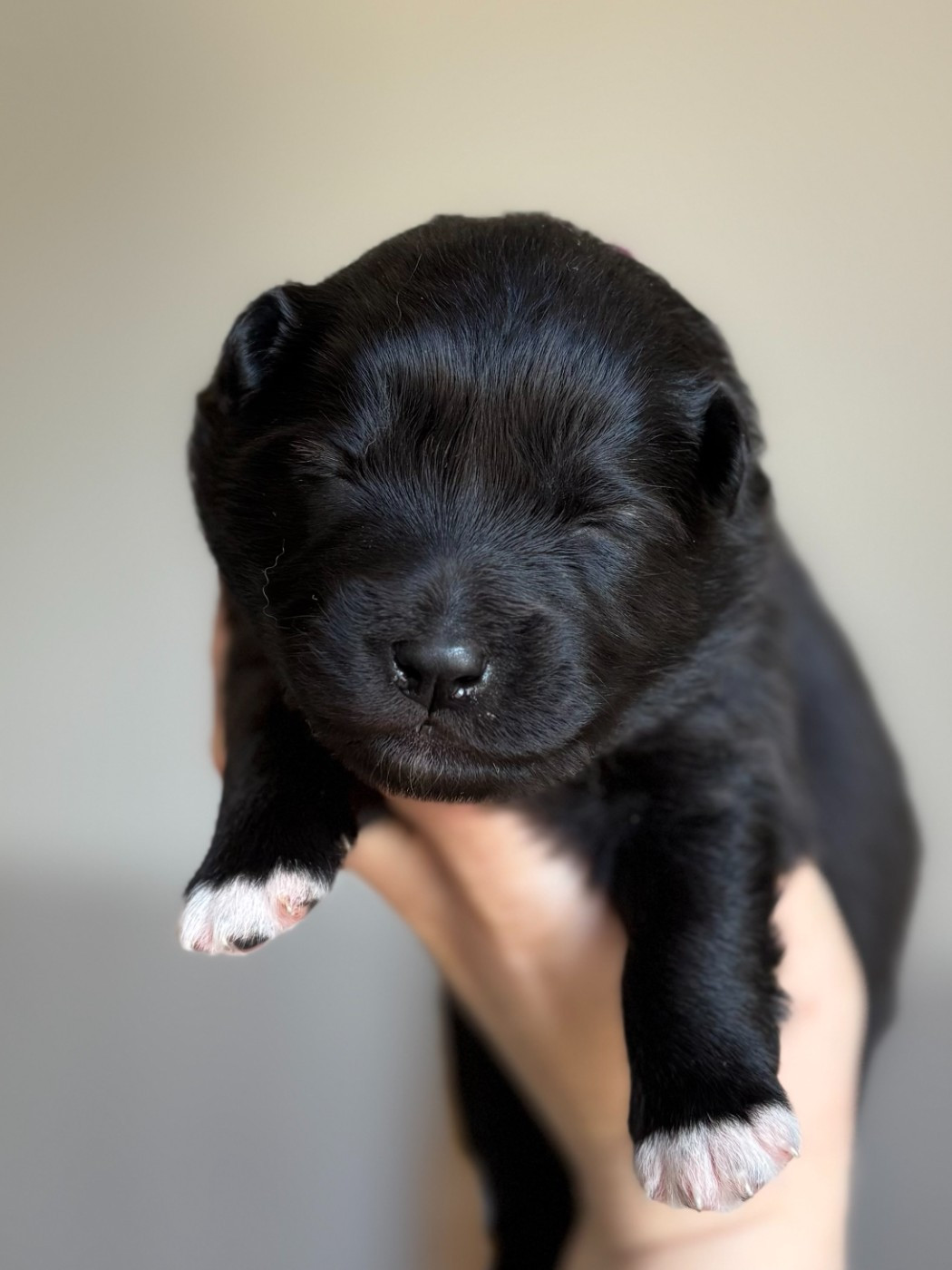 de la Nouvelle Aube - Chiots disponibles - Chien finnois de Laponie