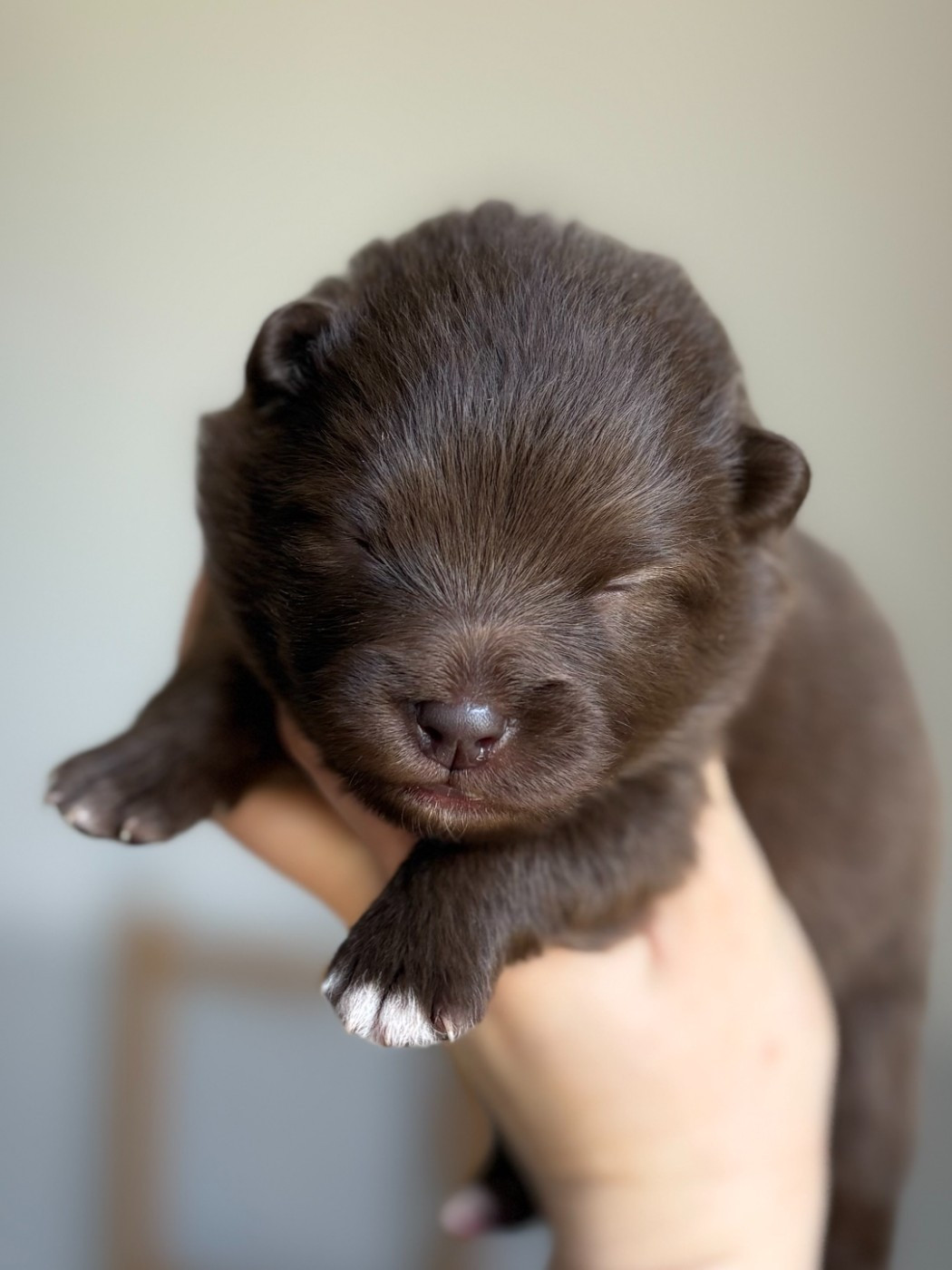 de la Nouvelle Aube - Chiots disponibles - Chien finnois de Laponie