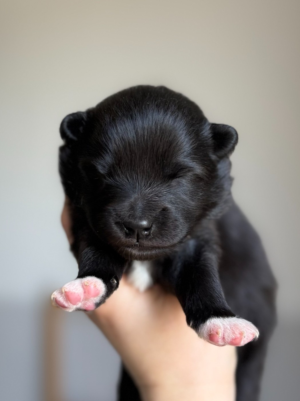 de la Nouvelle Aube - Chiots disponibles - Chien finnois de Laponie
