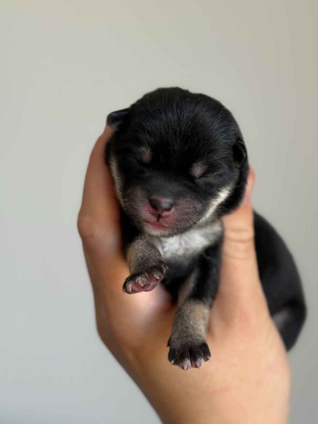 de la Nouvelle Aube - Chiots disponibles - Shiba
