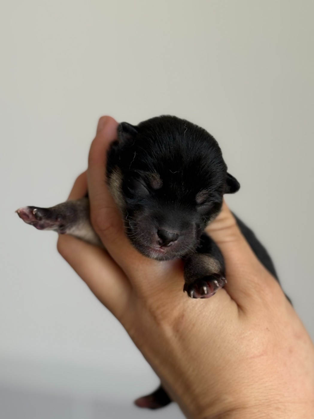 de la Nouvelle Aube - Chiots disponibles - Shiba