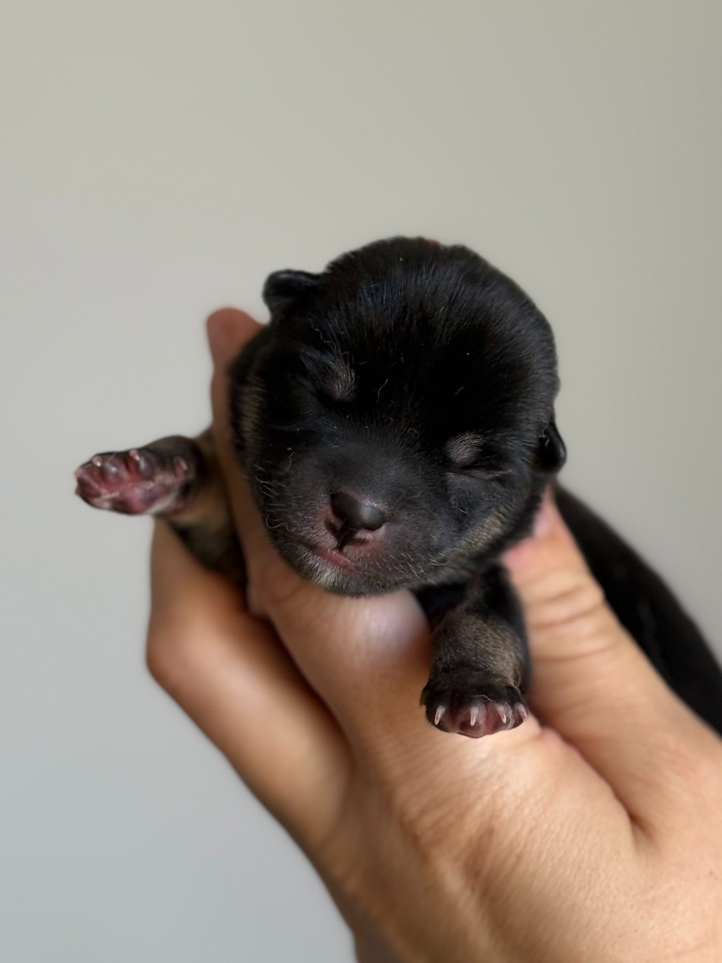 de la Nouvelle Aube - Chiots disponibles - Shiba