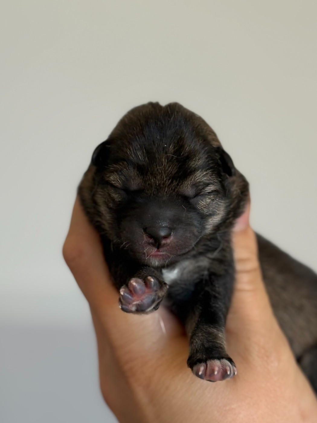 de la Nouvelle Aube - Chiots disponibles - Shiba