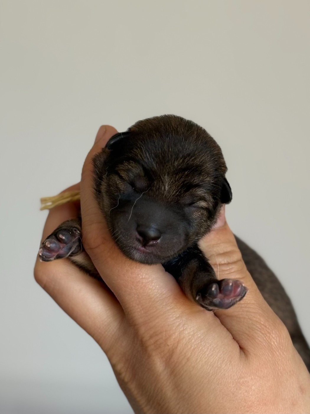 de la Nouvelle Aube - Chiots disponibles - Shiba