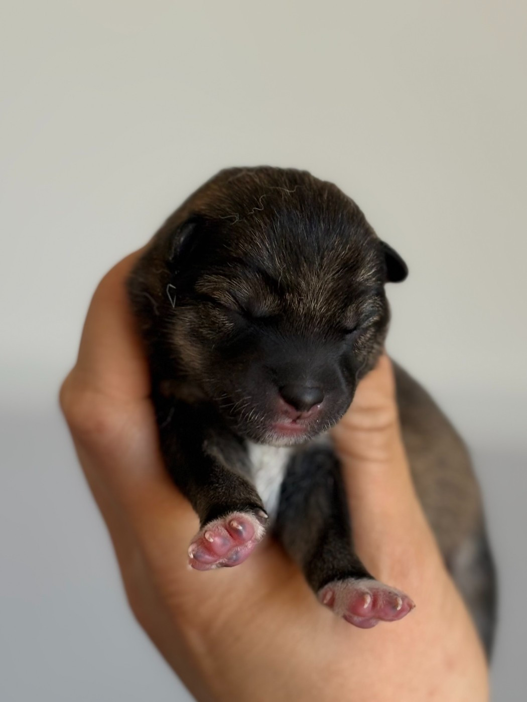 de la Nouvelle Aube - Chiots disponibles - Shiba