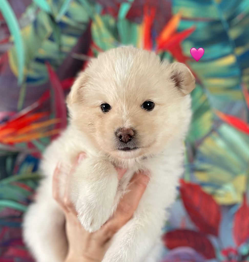 de la Nouvelle Aube - Chiots disponibles - Chien finnois de Laponie