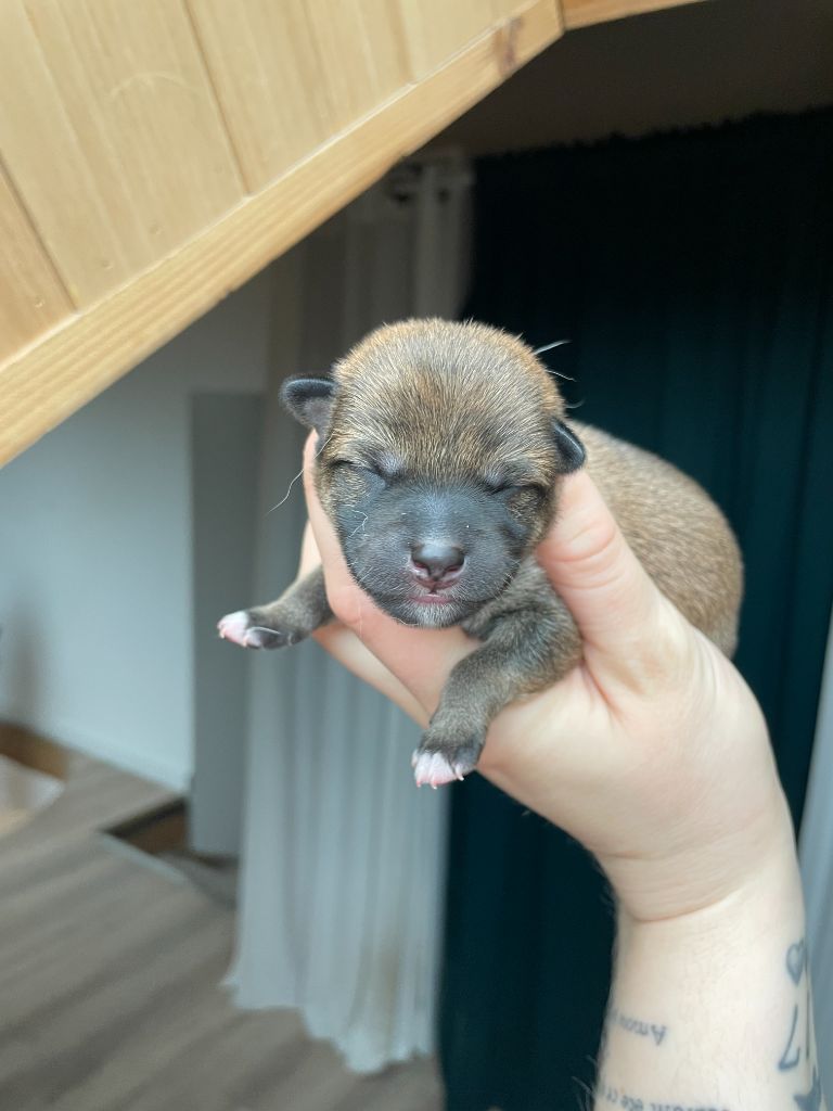 de la Nouvelle Aube - Chiots disponibles - Shiba