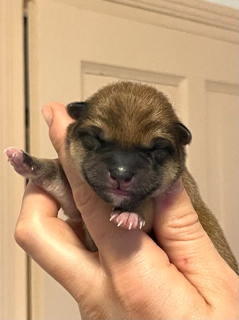 de la Nouvelle Aube - Chiots disponibles - Shiba