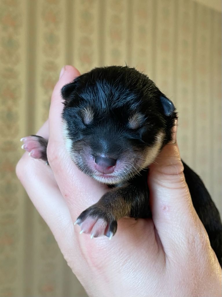 de la Nouvelle Aube - Chiots disponibles - Shiba