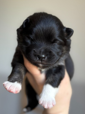 Bridgerton Francesca