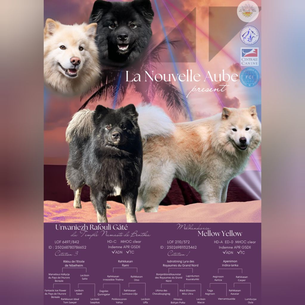 Chiot Chien finnois de Laponie de la Nouvelle Aube