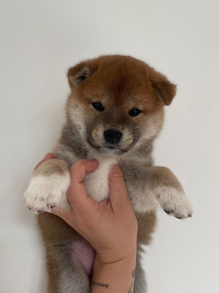 de la Nouvelle Aube - Chiots disponibles - Shiba