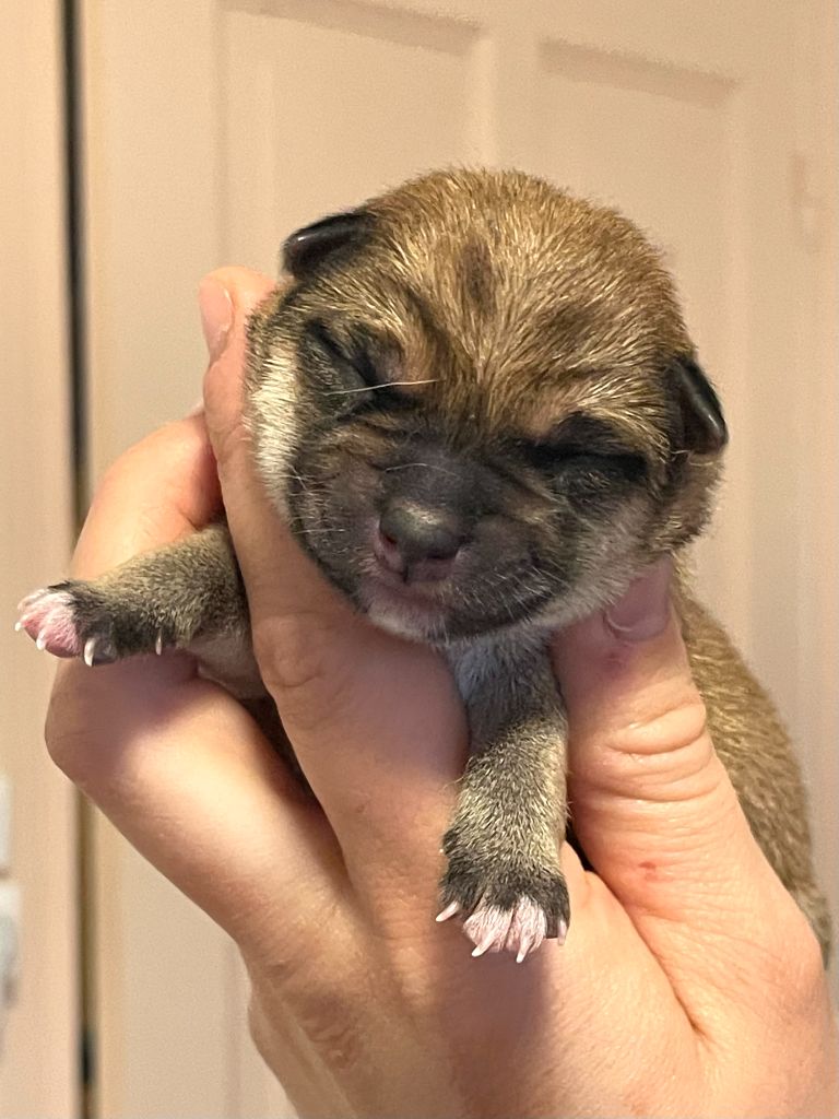 de la Nouvelle Aube - Chiots disponibles - Shiba