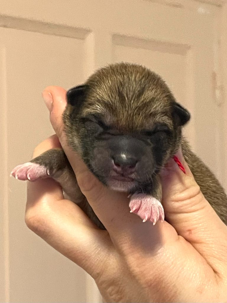 de la Nouvelle Aube - Chiots disponibles - Shiba