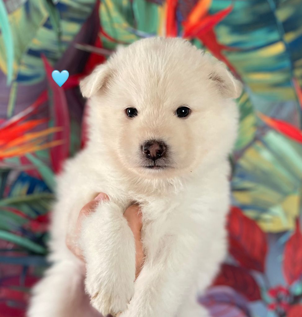 de la Nouvelle Aube - Chiots disponibles - Chien finnois de Laponie